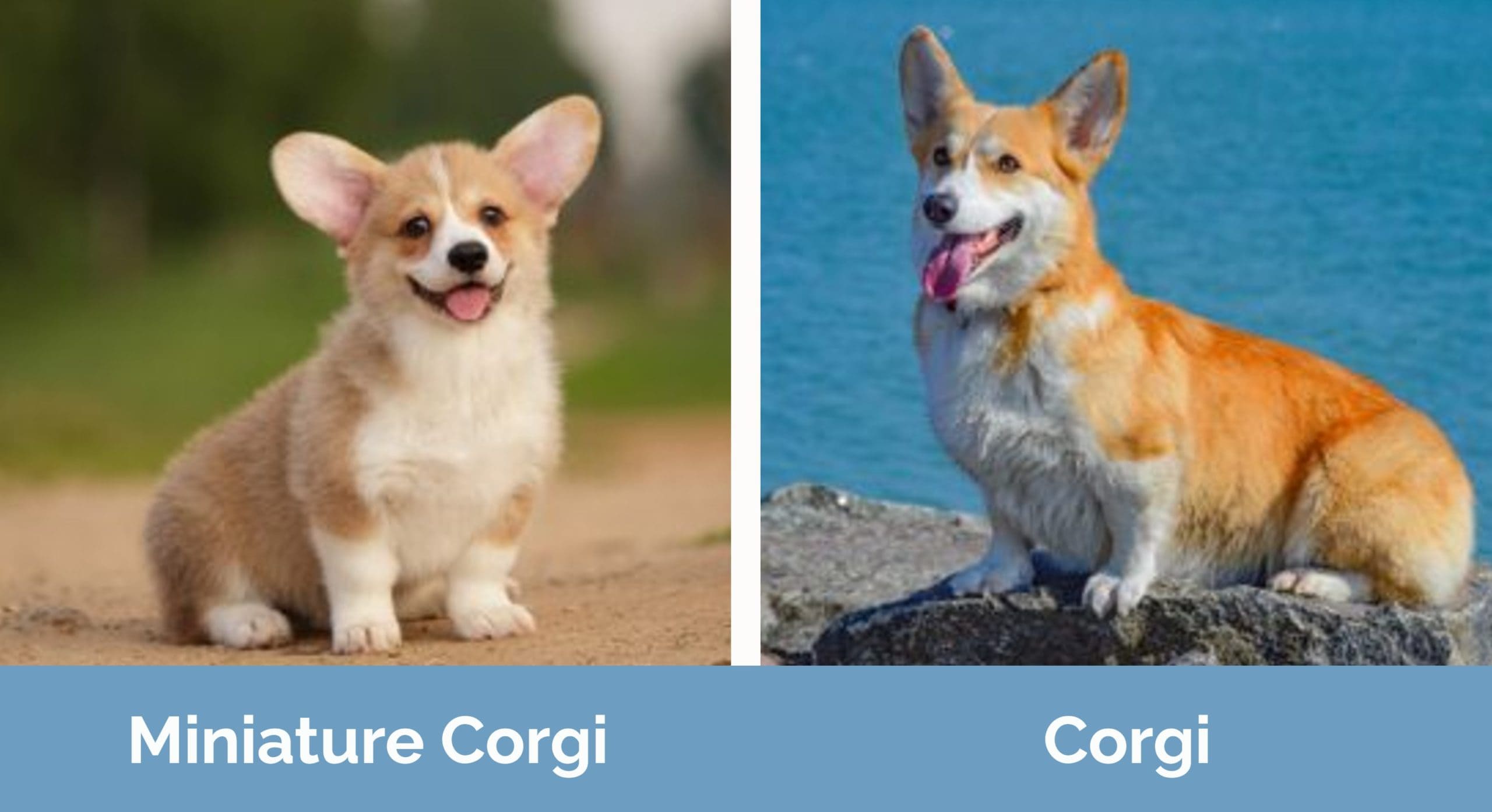 Mini corgi sales dog