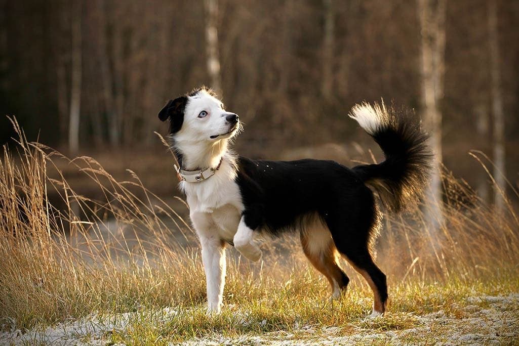 miniature american shepherd puppy one leg up