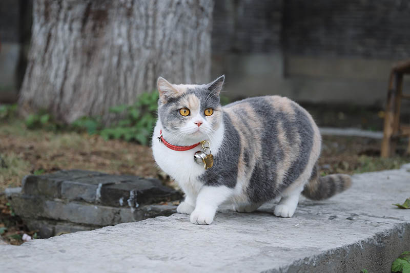 munchkin cat wearing collar