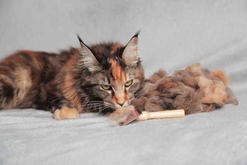 newly groomed maine coon cat with comb and hair nearby