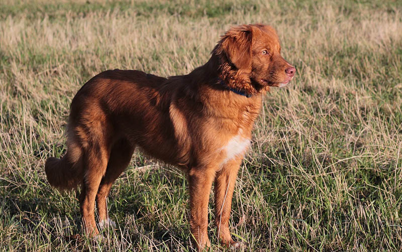 nova scotia duck tolling retriever on the field