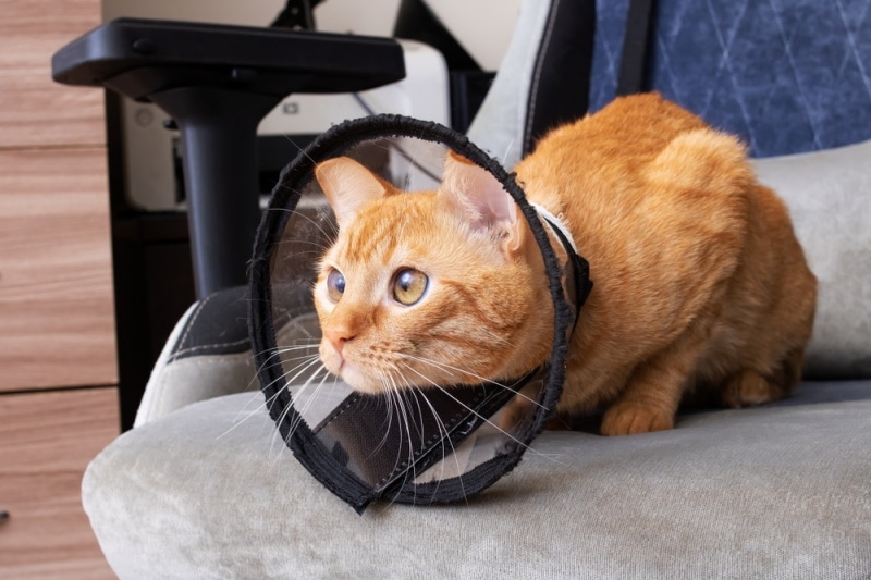 orange cat wearing collar