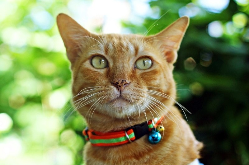 orange tabby cat with reflective collar