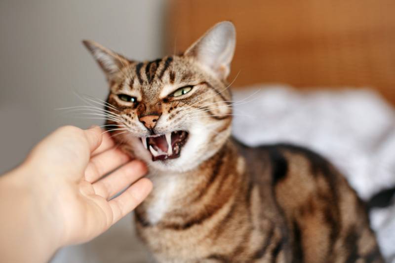 owner petting a hissing angry tabby cat