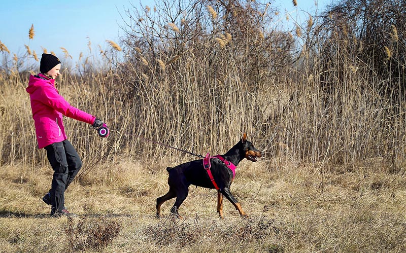 owner walking her doberman dog