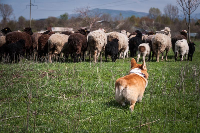pembroke welsh corgi dog herding a flock of sheep