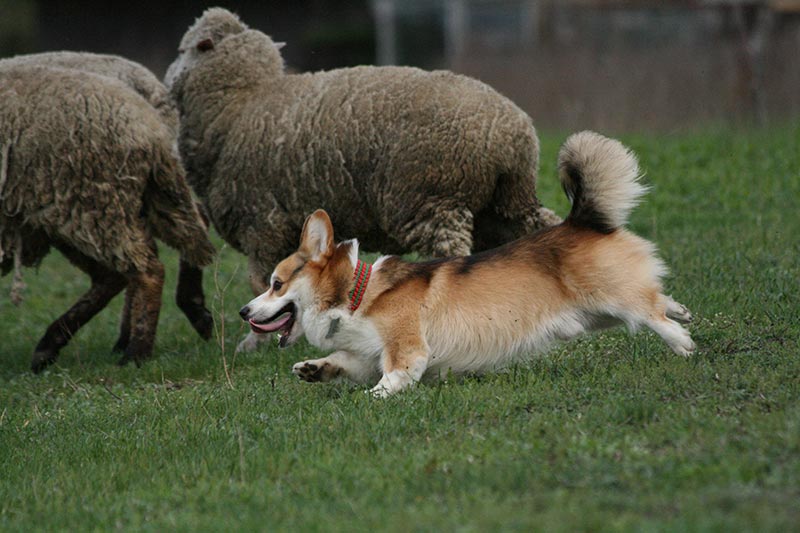 pembroke welsh corgi dog herding the sheep