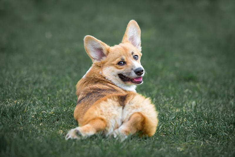 pembroke welsh corgi dog splooting on grass