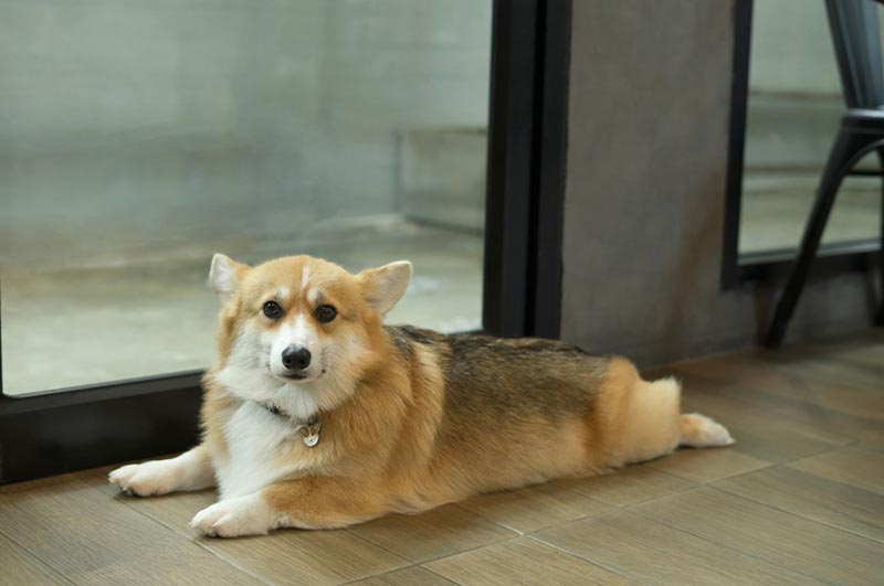 pembroke welsh corgi dog splooting on the floor