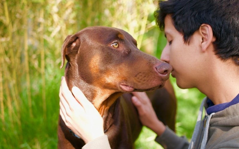 person petting a chocolate brown doberman dog
