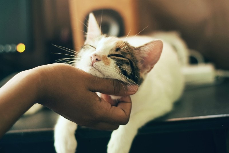 người xoa cằm mèo trắng