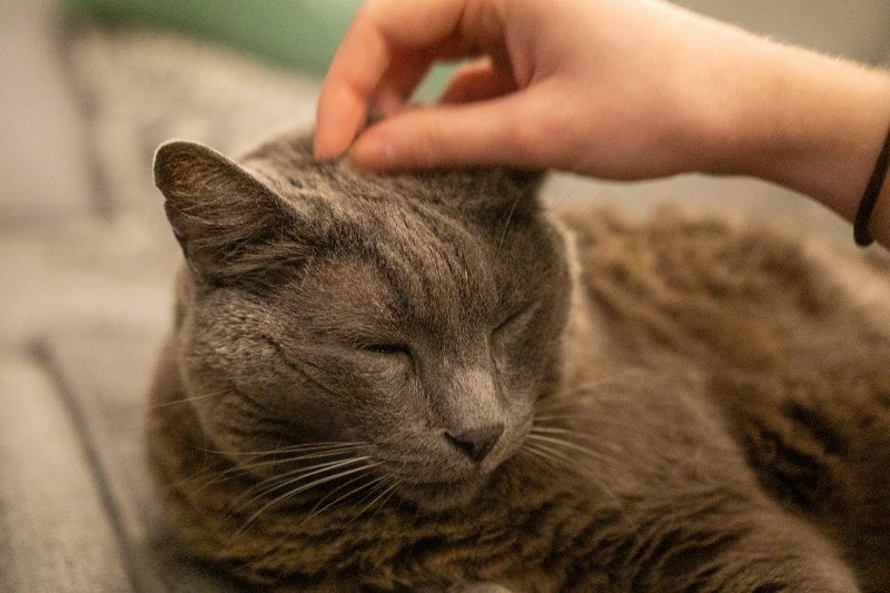 person scratching a senior cat's head