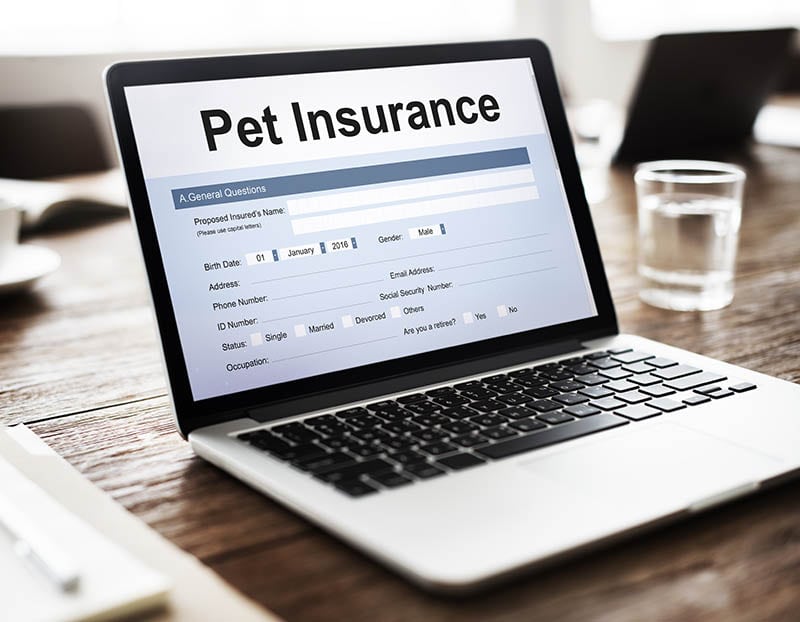 pet insurance form on the laptop screen