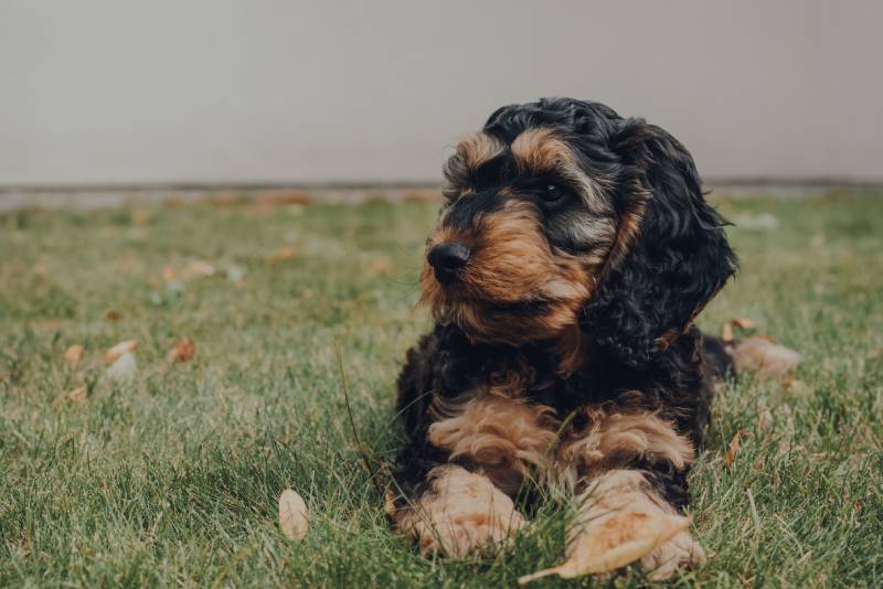 phantom cockapoo dog relaxing on a grass in the garden