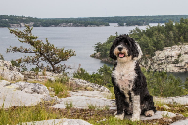 portuguese water dog near