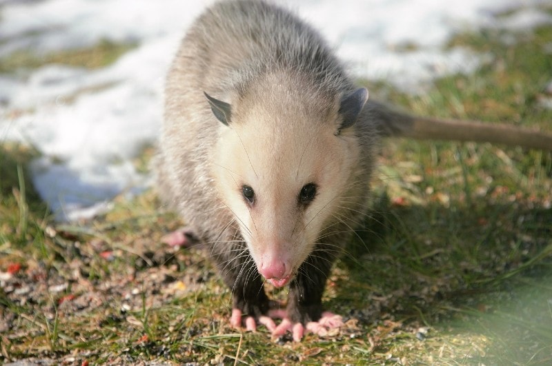 possum outdoors