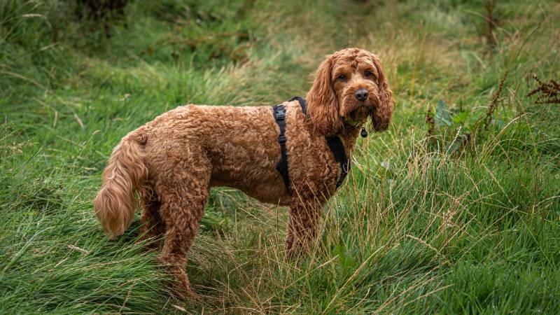 red cockapoo dog standing attentively in a field