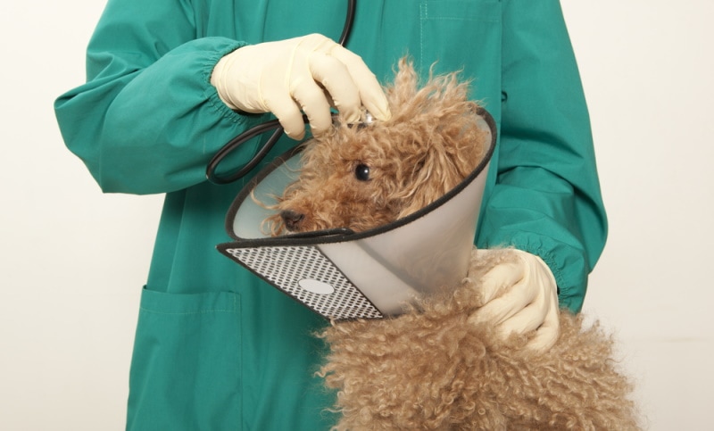 red toy poodle examined by vet