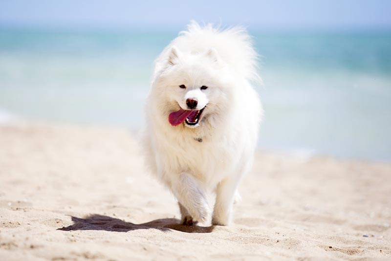 Samoyed sales intelligence ranking