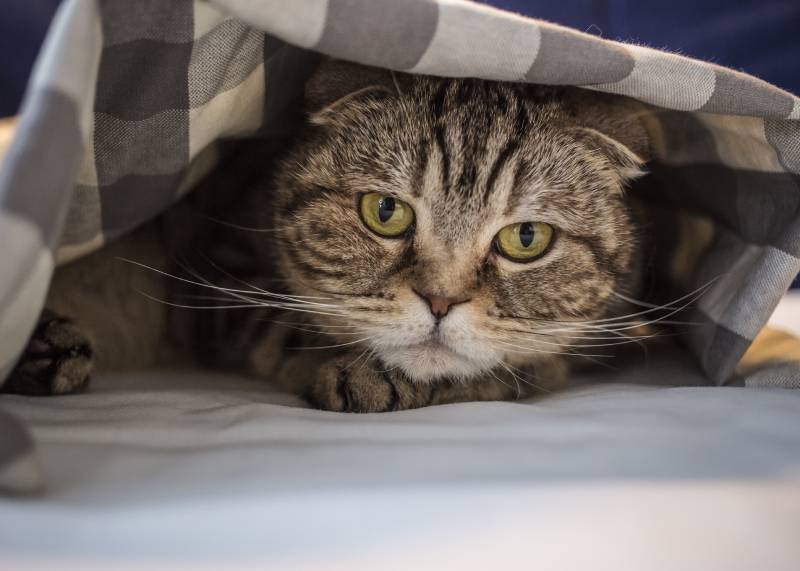 mèo scottish sợ hãi trốn dưới tấm chăn ca rô