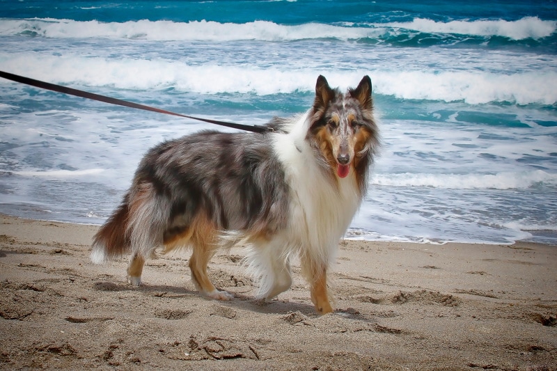 shetland sheepdog on the beach