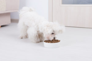 Maltese Eating His Food From A Bowl