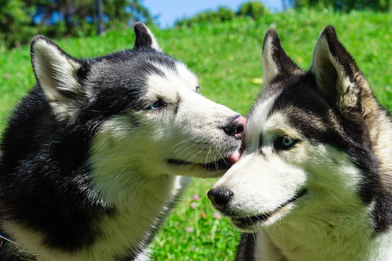 siberian husky licking his partner