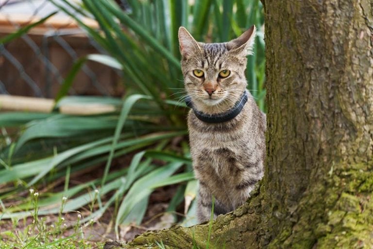 Should All Cats Wear Collars? Advice for Indoor & Outdoor Pets Hepper