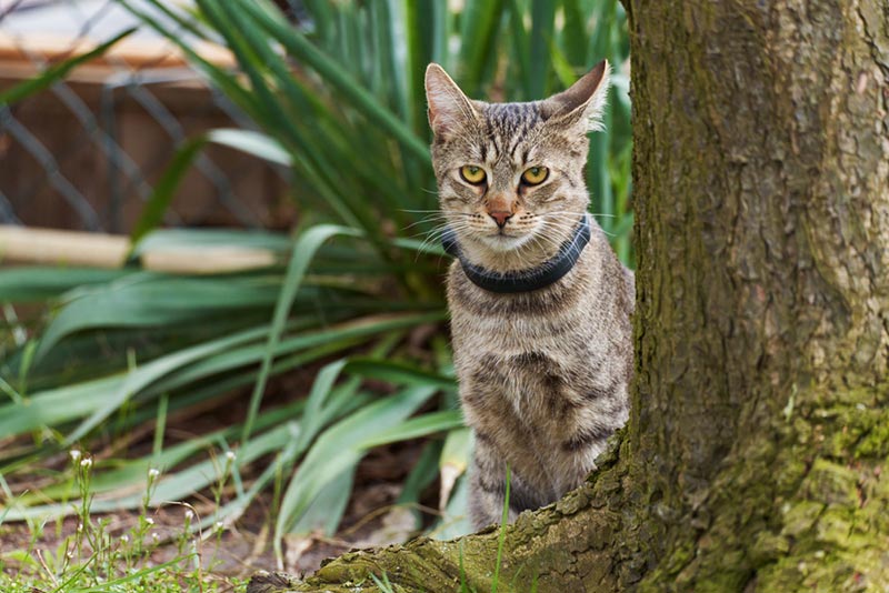 mèo mướp với cổ áo gps ngồi sau thân cây