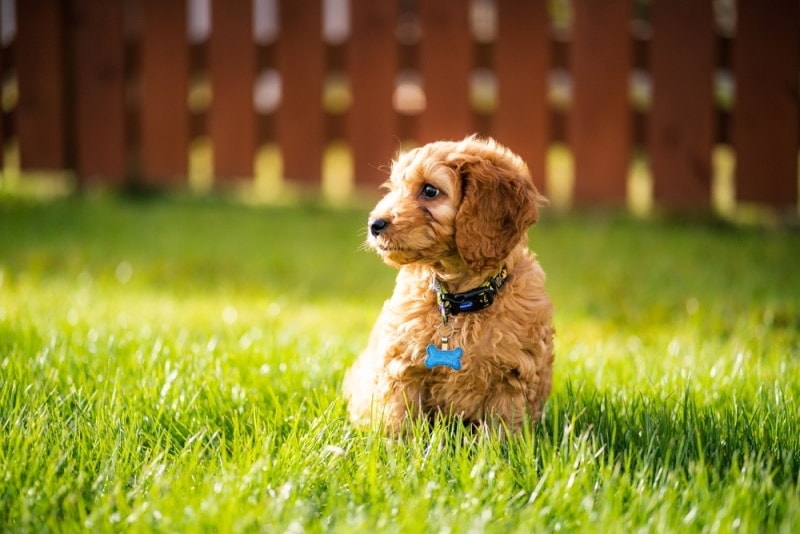 toy cockapoo in the grass