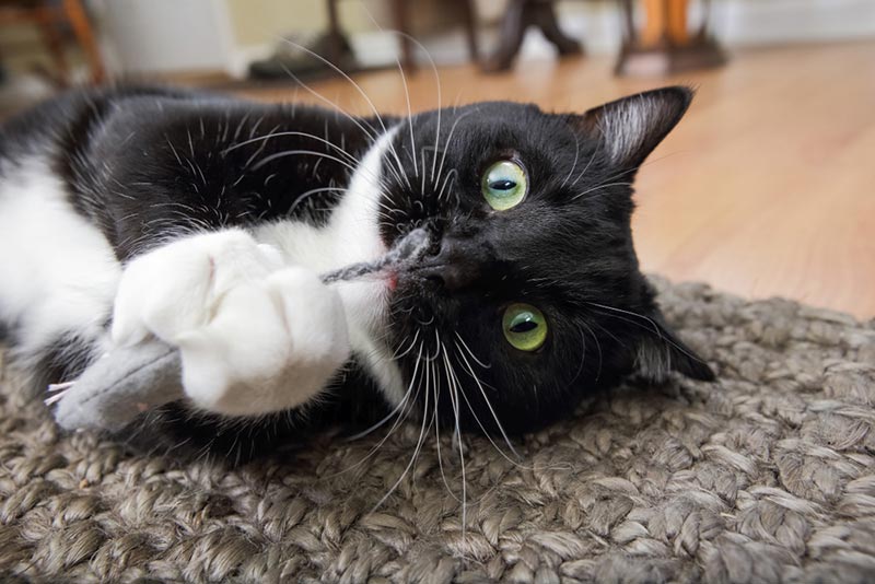 mèo tuxedo chơi với đồ chơi chuột với catnip