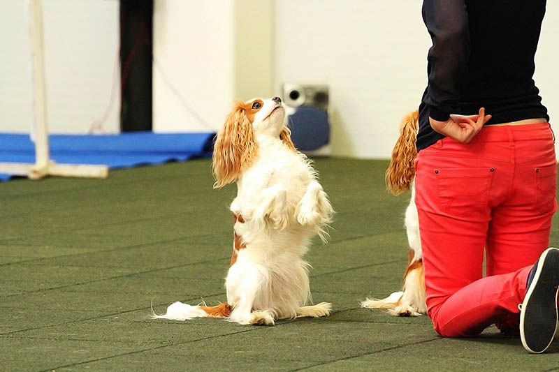 two cavalier king charles spaniels showing tricks