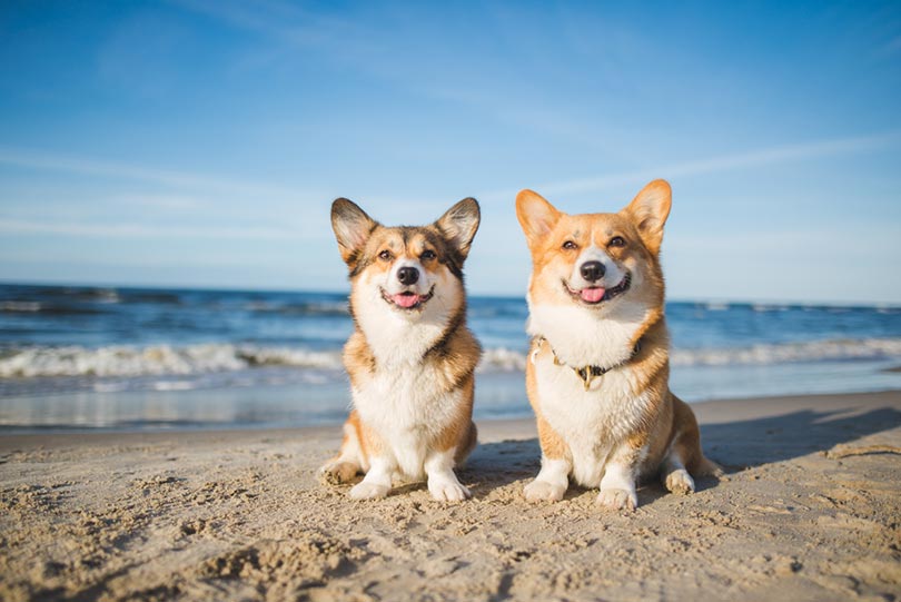 are corgis water dogs