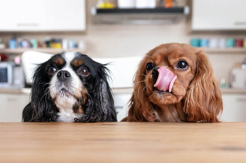 two hungry cavalier king charles spaniel behind the table