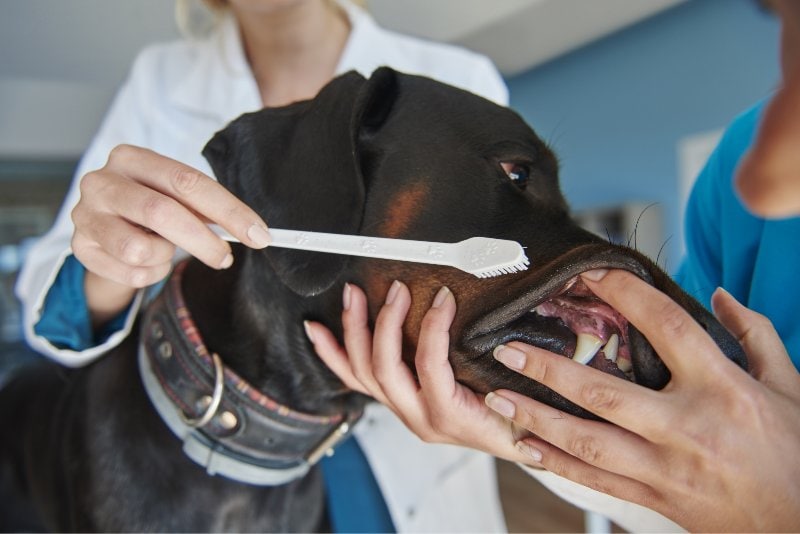 vet brushing a doberman dog's teeth