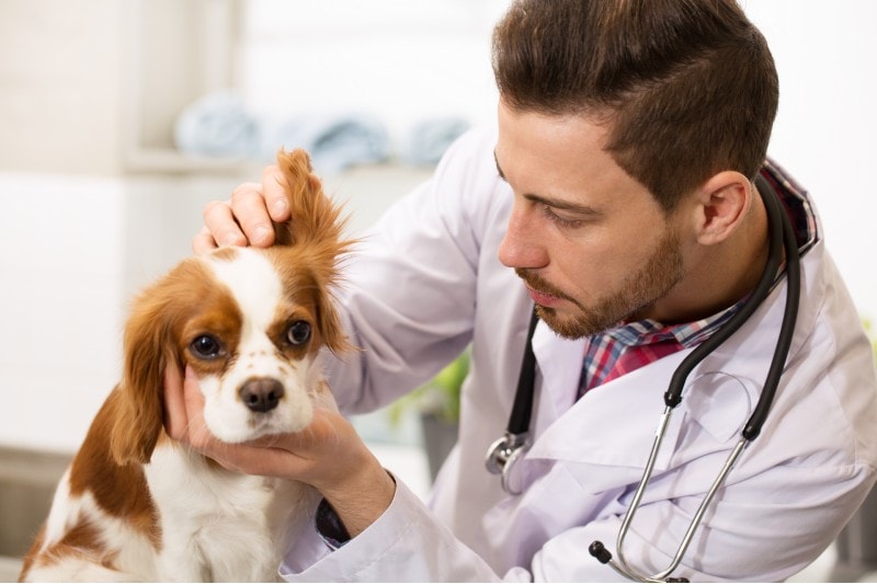 vet checks the ear of a cavalier king charles spaniel dog