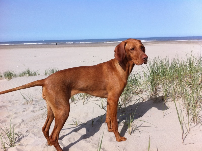 vizsla dog in the beach