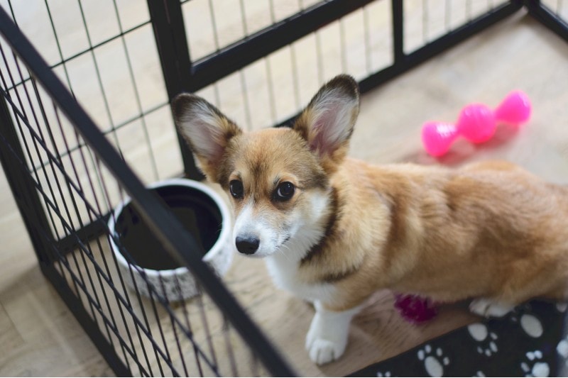 welsh corgi puppy in a crate during a crate training