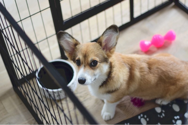 How to crate clearance train a corgi puppy