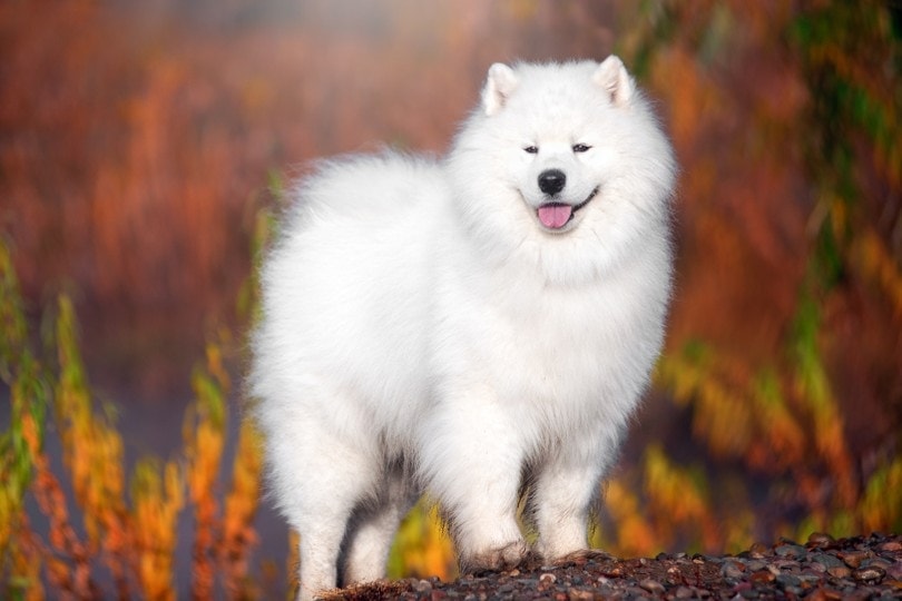 white-Samoyed-dog-in-a-beautiful-forest