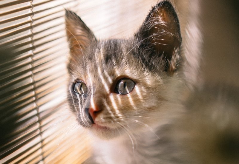 white and brown kitten peaking through window blinds