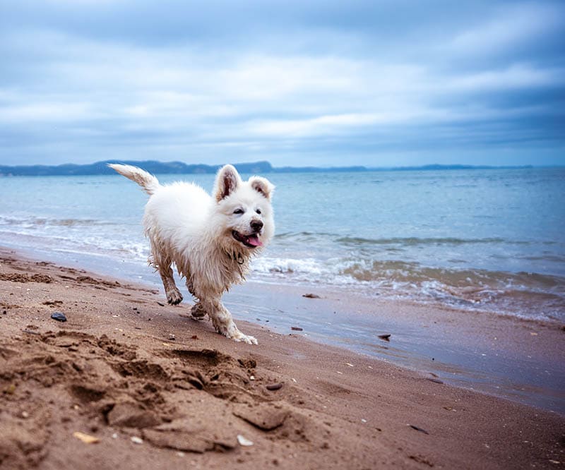 white dog at the beach