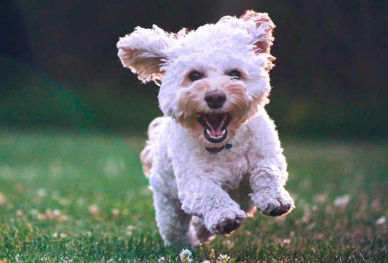 white fluffy cockapoo dog running on grass