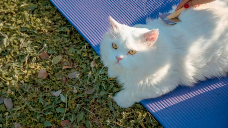 mèo ba tư trắng rụng lông và chải chuốt trên thảm tập yoga