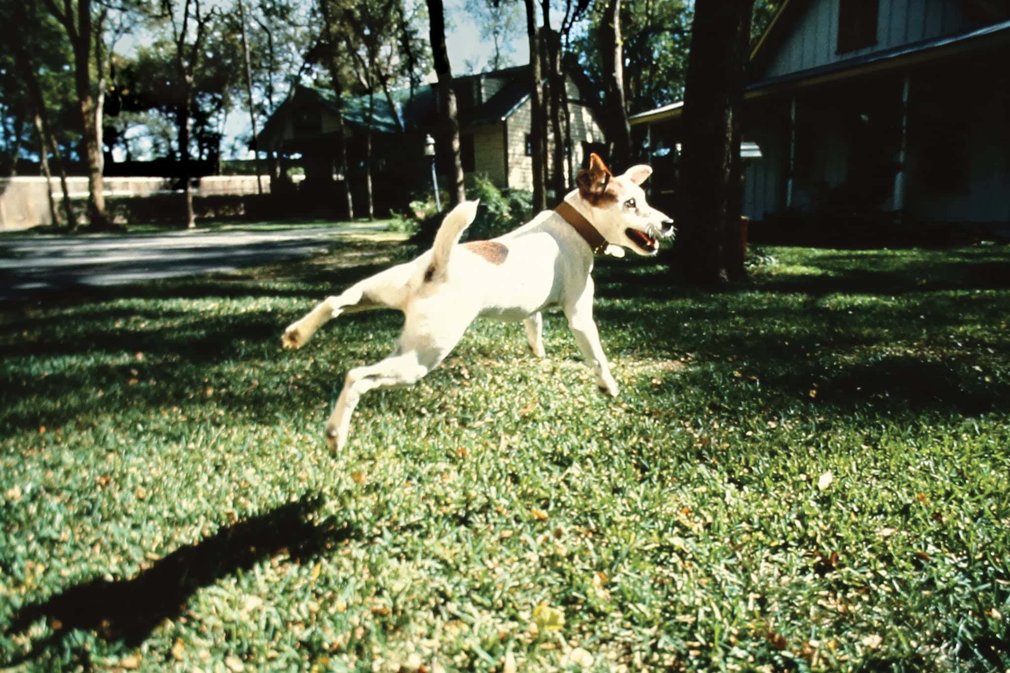 wishbone-soccer-dog-jumping