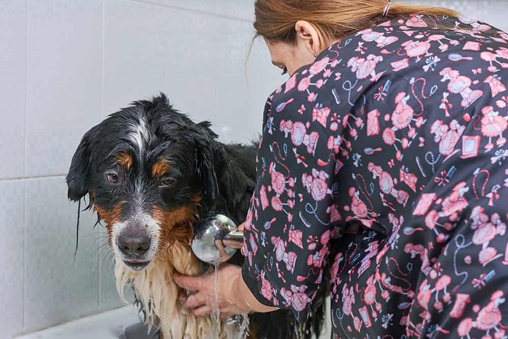 woman bathing the Bernese mountain dog