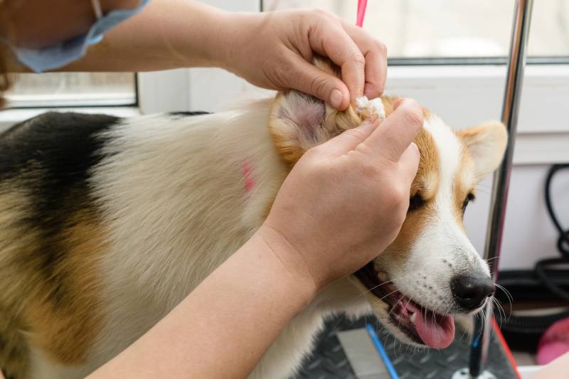 woman cleans the ears of a welsh corgi pembroke dog
