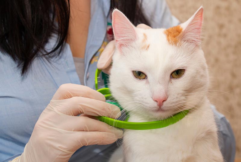 woman wearing the cat a flea and tick collar