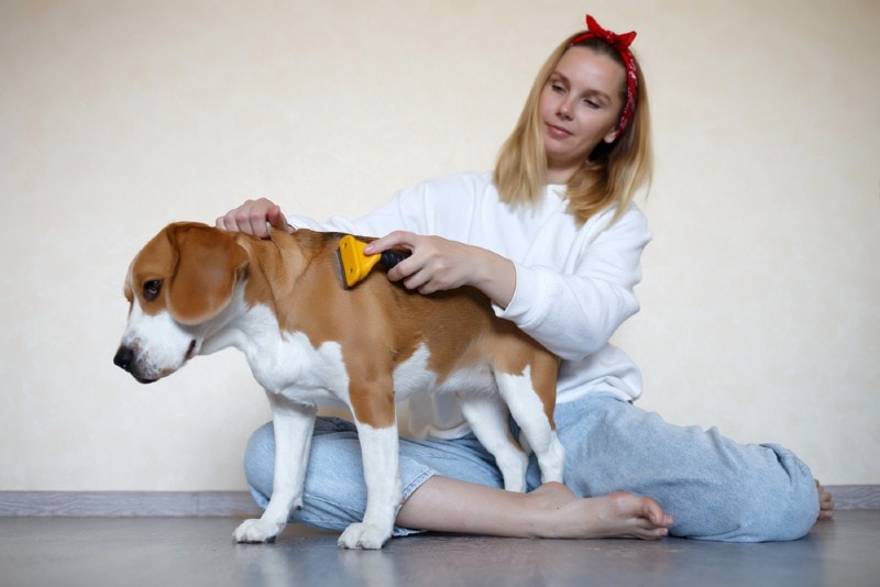 young woman grooming her pet beagle