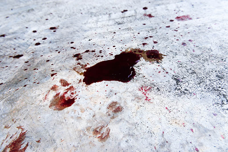 A drop of blood from a cat